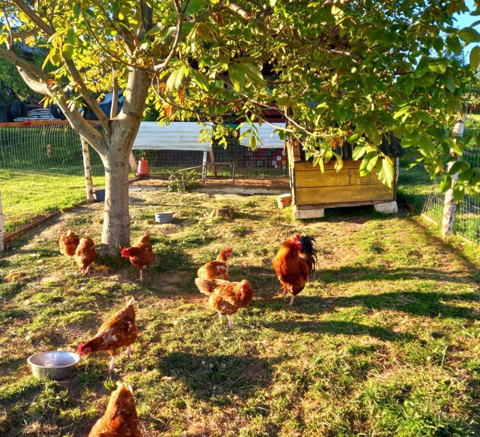 Langaland Glamping 호텔 Susenii Birgaului 외부 사진