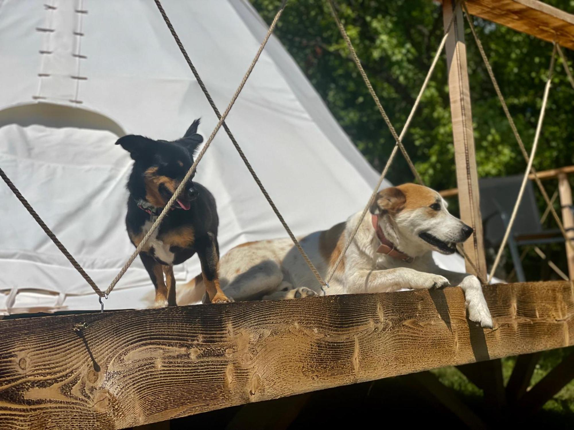 Langaland Glamping 호텔 Susenii Birgaului 외부 사진